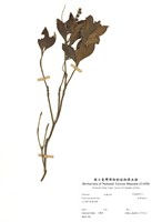 藏品(臺灣馬醉木)的圖片